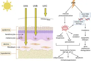 풀러렌이 멜라닌 합성을 조절하고 UV 손상으로부터 방어하는 방법: 피부 광보호에 대한 분자적 분석 1 42003 2025 8725 fig1 html